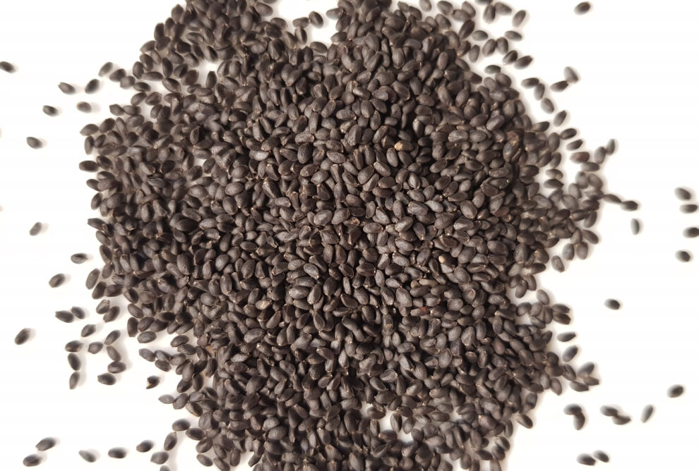 Benefits and Uses of Basil Seeds
