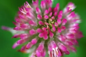 The Comprehensive Guide to the Benefits of Red Clover Supplements