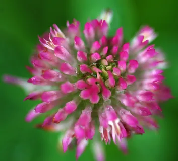 The Comprehensive Guide to the Benefits of Red Clover Supplements