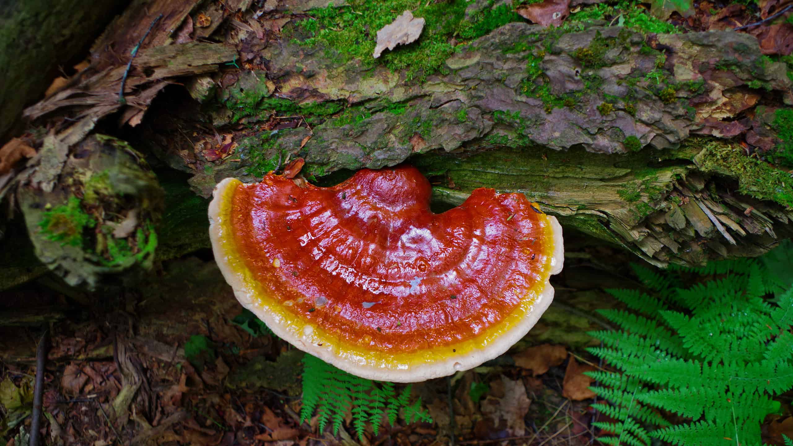 The Comprehensive Guide to the Benefits of Reishi Functional Mushrooms