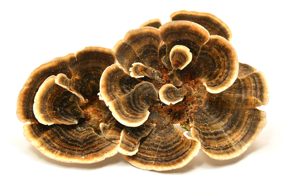 The Power of Turkey Tail A Comprehensive Guide to the Benefits of Turkey Tail Functional Mushrooms